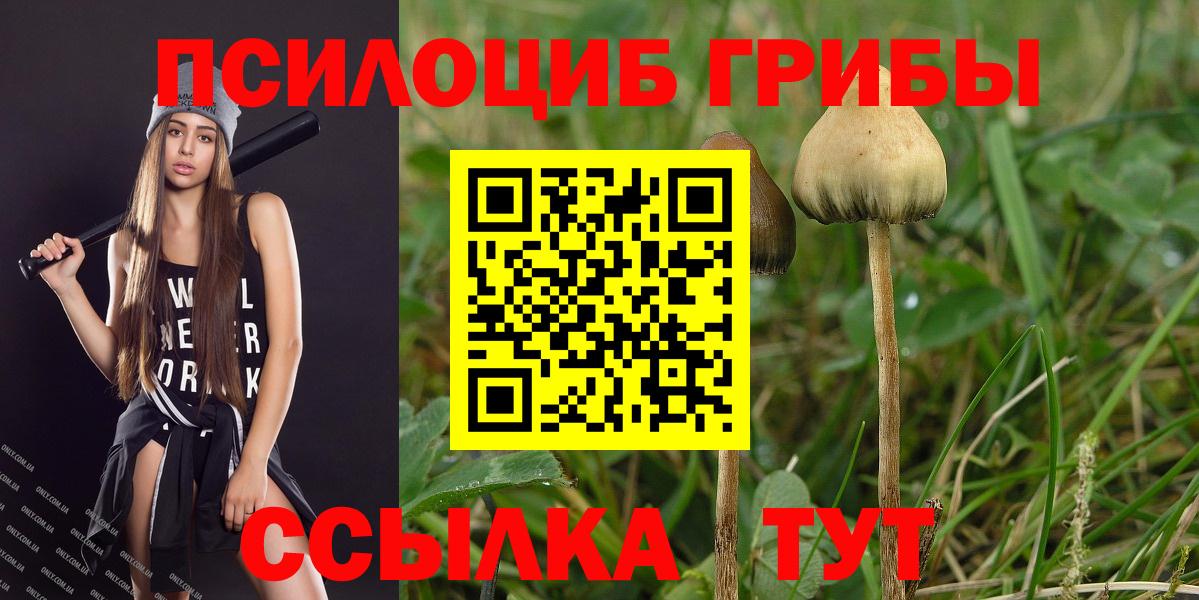 Сургут  Псилоцибиновые грибы Cubensis  Вход с VPN 